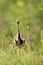 Zwartbuiktrap, Black-bellied Bustard, Lissotis melanogaster