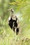 Zwartbuiktrap, Black-bellied Bustard, Lissotis melanogaster