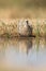 Zwartbuikzandhoen, Black-bellied Sandgrouse, Pterocles orientalis