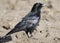 Zwarte Kraai, Carrion Crow, Corvus corone