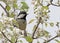 Zwarte Mees (China), Coal Tit (pekinensis), Periparus ater pekinensis