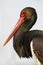 Zwarte Ooievaar, Black Stork, Ciconia nigra