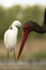 Zwarte Ooievaar, Black Stork, Ciconia nigra