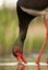 Zwarte Ooievaar, Black Stork, Ciconia nigra