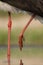 Zwarte Ooievaar, Black Stork, Ciconia nigra