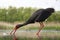 Zwarte Ooievaar, Black Stork, Ciconia nigra