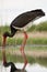 Zwarte Ooievaar, Black Stork, Ciconia nigra