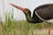 Zwarte Ooievaar, Black Stork, Ciconia nigra