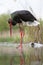 Zwarte Ooievaar, Black Stork, Ciconia nigra