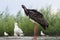 Zwarte Ooievaar, Black Stork, Ciconia nigra