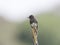 Zwarte Phoebe, Black Phoebe, Sayornis nigricans