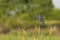 Zwarte Reiger, Black Heron, Egretta ardesiaca