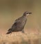 Zwarte Spreeuw, Spotless Starling, Sturnus unicolor