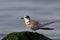 Zwarte Stern, Black Tern, Chlidonias niger