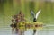 Zwarte Stern, Black Tern, Chlidonias niger