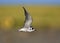 Zwarte Stern, Black Tern, Chlidonias niger