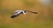 Zwarte Stern, Black Tern, Chlidonias niger