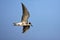 Zwarte Stern, Black Tern, Chlidonias niger