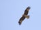 Zwarte Wouw, Black Kite, Milvus migrans