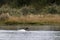 Zwarthalszwaan, Black-necked Swan, Cygnus melancoryphus