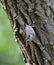 Zwartkop; Blackcap, Sylvia atricapilla