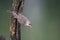 Zwartkop, Blackcap, Sylvia atricapilla