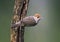 Zwartkop, Blackcap, Sylvia atricapilla