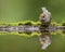 Zwartkop, Blackcap, Sylvia atricapilla