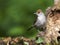 Zwartkop; Blackcap, Sylvia atricapilla