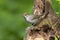 Zwartkop; Blackcap, Sylvia atricapilla