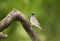 Zwartkop, Eurasian Blackcap, Sylvia atricapilla