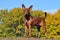 Zwergpinscher in the Autumn