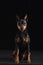 Zwergpinscher on black background