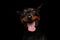 Zwergpinscher on Black Background