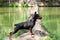 Zwergpinscher dog stands on a snag by the water