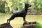 Zwergpinscher dog stands on two stumps