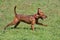 Zwergpinscher puppy is running on a green grass in the summer park. Pet animals