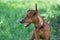 Zwergpinscher puppy is standing on a green grass in the summer park. Pet animals