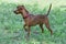 Zwergpinscher puppy is standing on a green grass in the summer park. Pet animals.