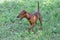 Zwergpinscher puppy is walking on a green grass in the summer park. Pet animals.