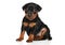 Zwergpinscher puppy on a white background