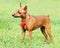 Zwergpinscher standing