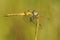 Zwervende heidelibel, Red-veined Darter, Sympetrum fonscolombii