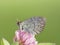 Zwitserse glanserebia, Swiss Brassy Ringlet, Erebia tyndarus