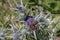 Zygaena carniolica burnet on amethyst sea holly