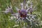 Zygaena carniolica, Burnet on amethyst sea holly, Italy