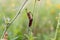 Zygaena filipendula on a green stalk