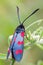 Zygaena filipendulae