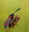 Zygaena filipendulae butterfly in warm light