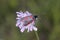 Zygaena filipendulae, Six-spot Burnet butterfly on Scabious bloom from Lower Saxony, Germany